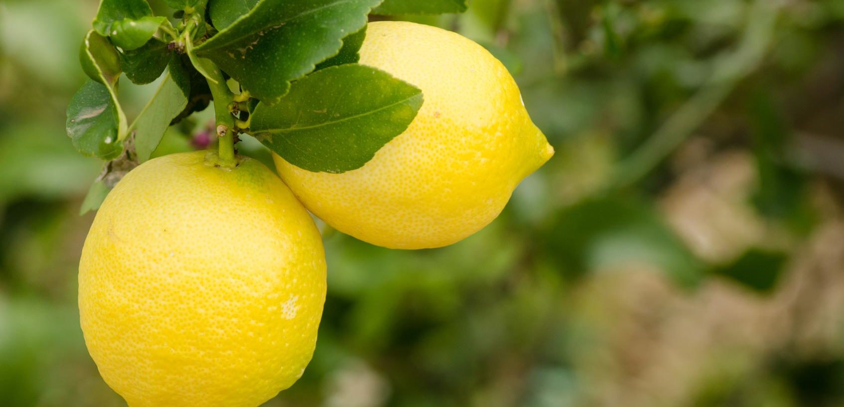 Come coltivare una pianta di limone